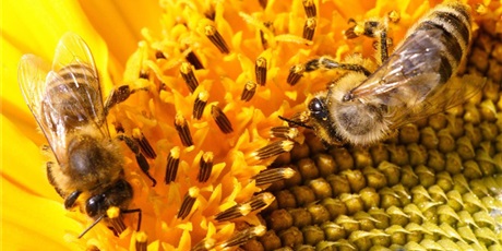 Powiększ grafikę: Pszczółki