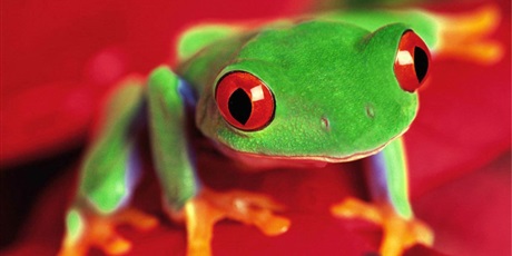 Powiększ grafikę: Żabki